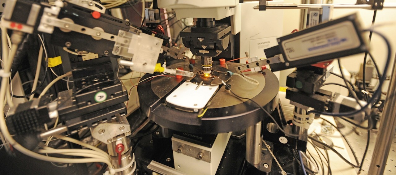 Xianping Dong - Department of Physiology and Biophysics - Dalhousie ...