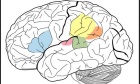 Visual and auditory fMRI paradigms for presurgical language mapping: convergent validity and relationships to individual variables
