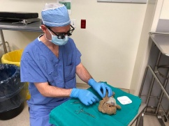 2018 10 02 Dr McNeely fixes teddy