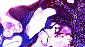 EAR_Lab EAR_Lab