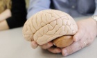 Nothing plain about the brain: Dal celebrates Brain Awareness Week