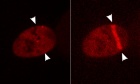 An unprecedented, colourful view of how damaged DNA repairs itself opens door to new cancer therapies