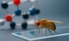 Unlocking the secrets of memory—with fruit flies