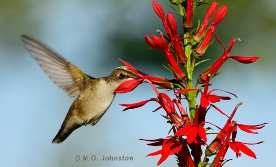 Lobelia cardinalis visited by ruby-throated hummingbird.jpg