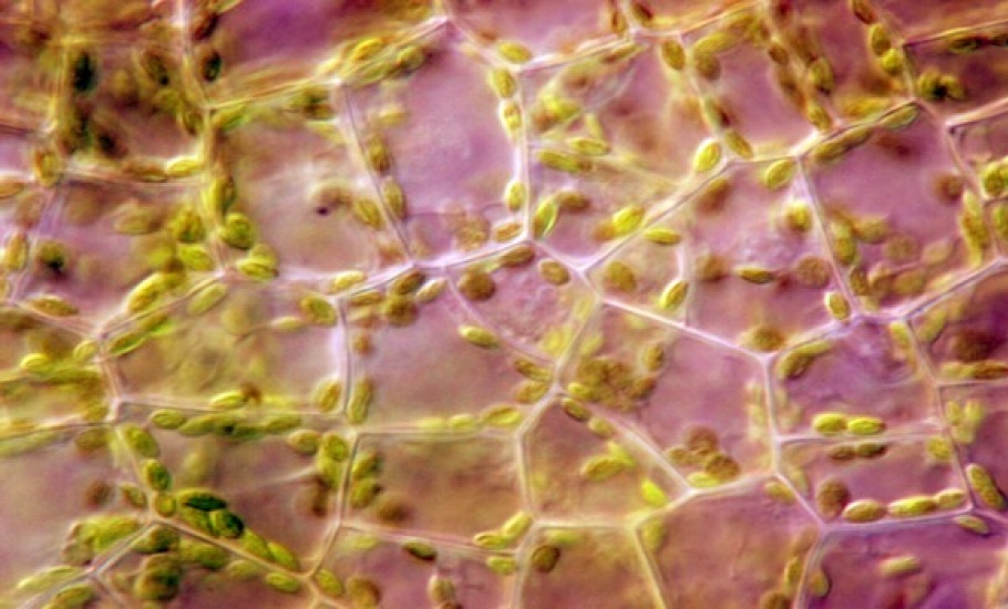 Pink-plant-epidermal-cells2.jpg
