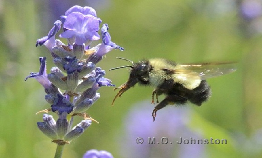 Pollination.jpg