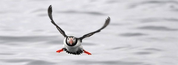 Puffin flying over the ocean