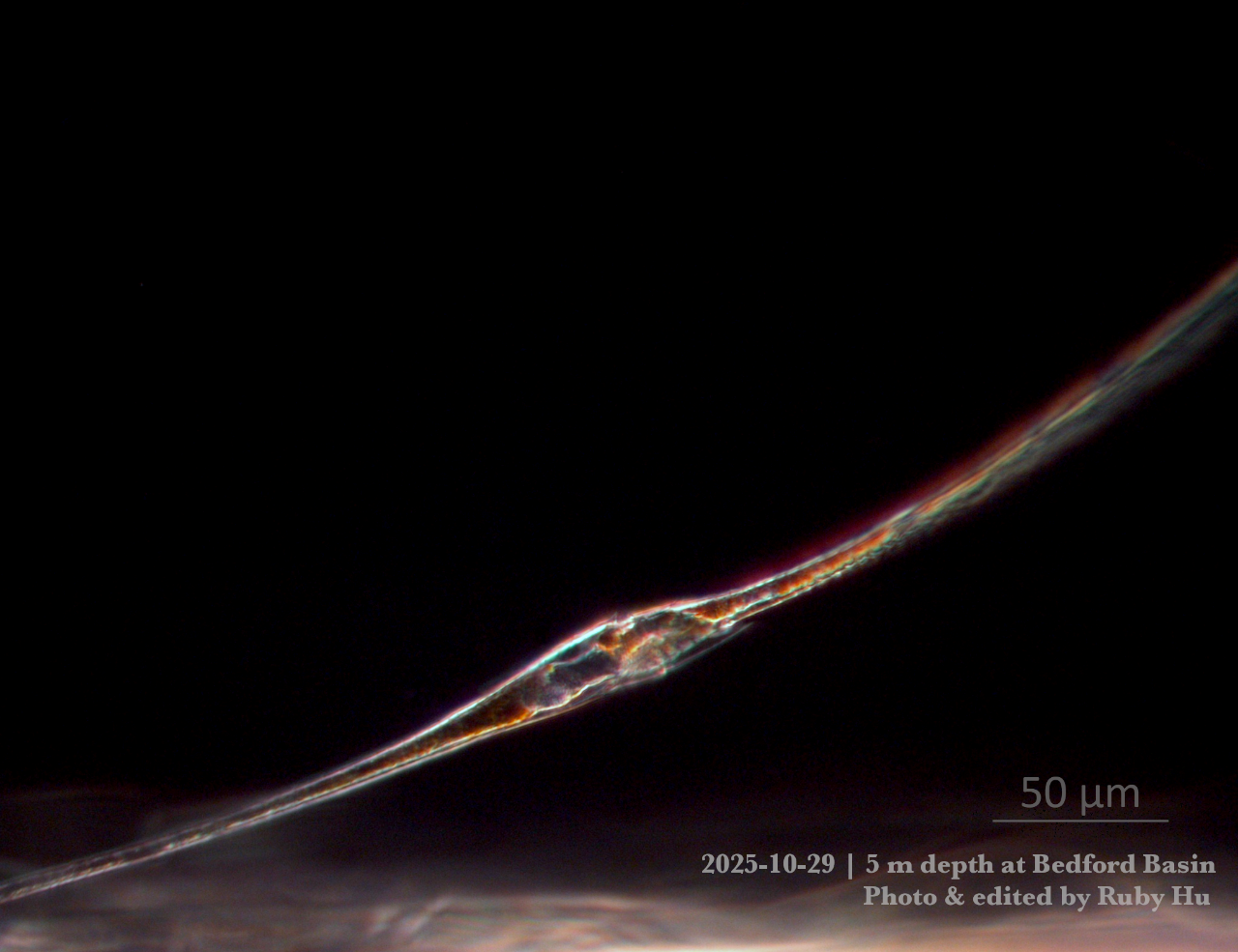 Image of dinoflagellate Tripos fusus taken under an upright microscope