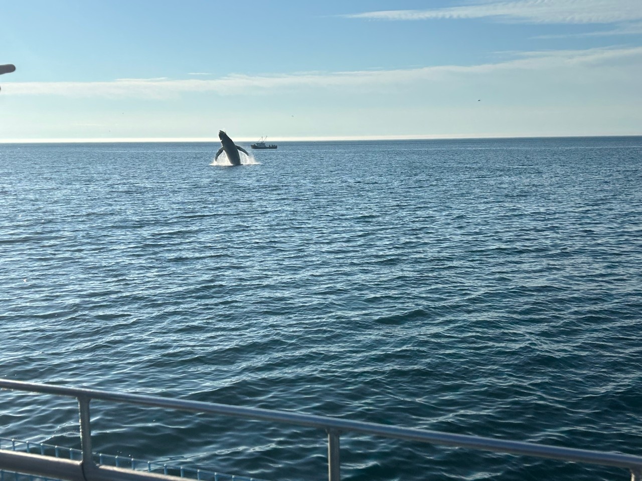 A humpback whale (Megaptera novaeangliae) breaches off Brier Island, Nova Scotia. Photo credit: E. Pierce.