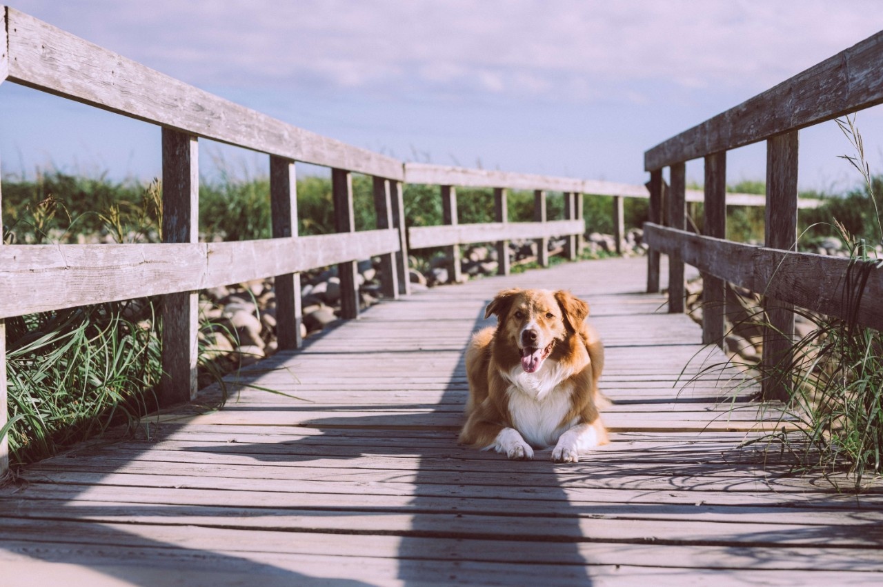 Willow the brown and white collie-retriever dog sits on a sunny boardwalk bordered by sand dune grasses. Willow the brown and white collie-retriever dog sits on a sunny boardwalk bordered by sand dune grasses.