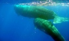 Interpreting the language of whales