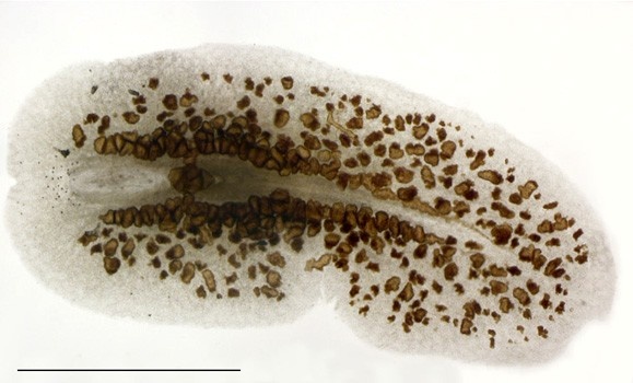 Морские паразиты. Amakusaplana acroporae. Черви в рифовом аквариуме. Вредители аквариума черви.