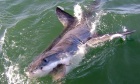 Tracking sharks to help prevent attacks