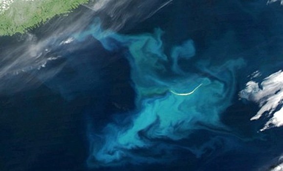 A MODIS Aqua image of phytoplankton bloom around Sable Island, captured on July 3, 2010. (Image courtesy NASA) A MODIS Aqua image of phytoplankton bloom around Sable Island, captured on July 3, 2010. (Image courtesy NASA)