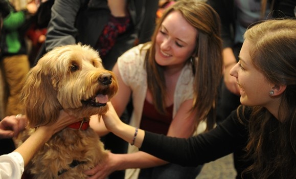 Dal goes to the dogs - Dal News - Dalhousie University