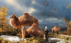 When camels roamed the Arctic