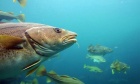 Don't call it a comeback: New study casts doubt on cod recovery
