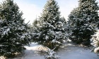 Christmas tree research at the Faculty of Agriculture strengthened by industry partnership