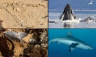 Extinction hotspots: How the fossilized past can help predict our oceans' future