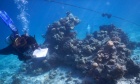 Oceans students dive into the mysteries of the Red Sea