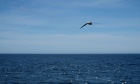 Researchers discover surprising link between migratory seabirds and an Arctic cooling process