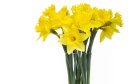 Sign of spring: Dal leads province in Canadian Cancer Society's workplace daffodil campaign