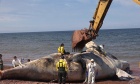 Under the skin: Dal researchers work to determine cause of death for North Atlantic Right Whales