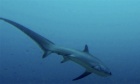 Big‑eyed thresher shark provides students rare study opportunity