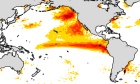 Heatwave rising: How increased ocean temperatures threaten marine life, habitats and more