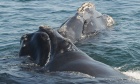 Seeing and hearing Right Whales