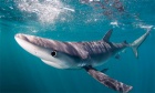 Student‑led ShARCC links research and advocacy to protect shark populations