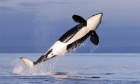 Quieter ships could help Canada’s endangered orcas recover