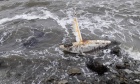 Lost, then found: Dal Engineering sailboat washes up on Ireland's shores