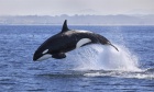 "Free Willy" law spotlights contradictions in how Canadians see animal rights