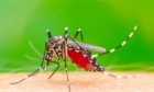 Genetically modifying mosquitoes to control the spread of disease carries unknown risks