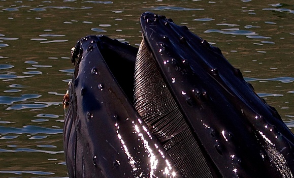 International Team Of Researchers Glides Into The Honguedo Strait Dal