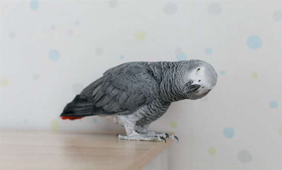 Animals that can do math understand more language than we think - Dal ...