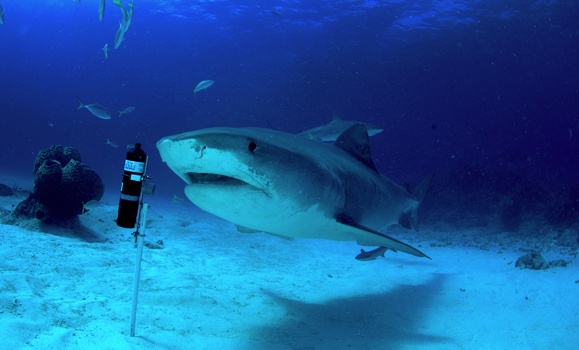 Dal‑based Ocean Tracking Network receives $13.4 million in funding from ...