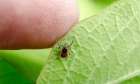Why dental professionals should know about the signs and symptoms of Lyme disease