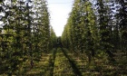 Hands‑on hops: Ag alumni duo reimagines family farm to help quench growing thirst for craft beer