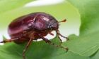 Pest . . . or snack? June bugs are the ‘croutons of the sky’