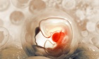 Stem cell research community drops 14‑day limit on human embryo research
