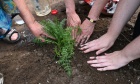 Indigenous pollinator garden honours community figure while adding natural appeal to Dal campus