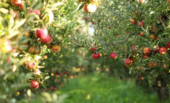 5 Honeycrisp Apple Seeds Fruit Tree Organic USA Nongmo Homegrown Easy  edible