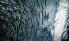 Listen closely: How sound could help improve the way we manage fisheries and conservation