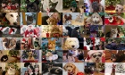 Pets of Dalhousie, Holiday edition: Have your say on Best‑Dressed Pet
