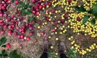 Bigger, sweeter, less acidic: Dal researchers trace evolution of apples and how they've been improved