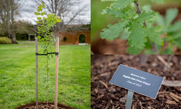 This species of Vimy Ridge Oak is known as robur, which in translation means strength. (Joanna Matthews photos) This species of Vimy Ridge Oak is known as robur, which in translation means strength. (Joanna Matthews photos)