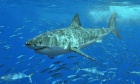 Ask an expert: How to avoid great white sharks and what to do if you encounter one