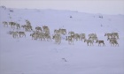 What the declining caribou populations — and total hunting ban — mean for Inuit communities in Labrador